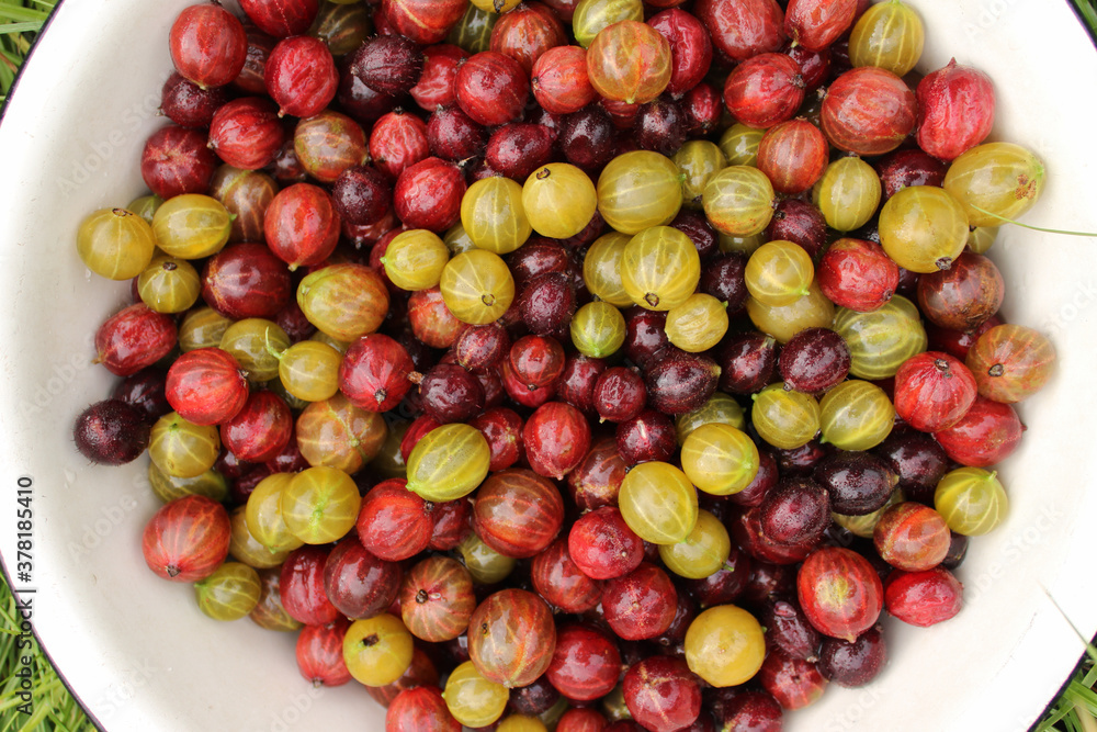 Juicy and fragrant multicolored gooseberry is in a white bowl on bright green grass. Concept of summer, autumn, harvest, taste. Copy space Juicy and fragrant multicolored gooseberry is in a white bowl on bright green grass. Concept of summer, autumn, harvest, taste. Copy space
