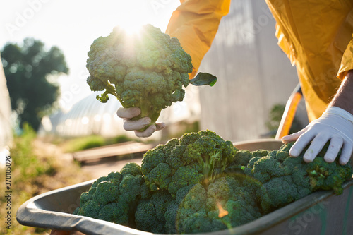 Valokuva Farmer with harvest of broccoli in garden