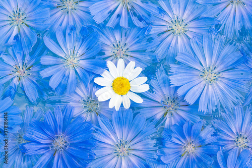 background of chicory and chamomile
