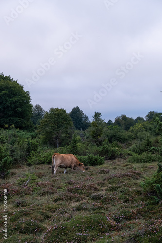 Vaca en la pradera de Navarra