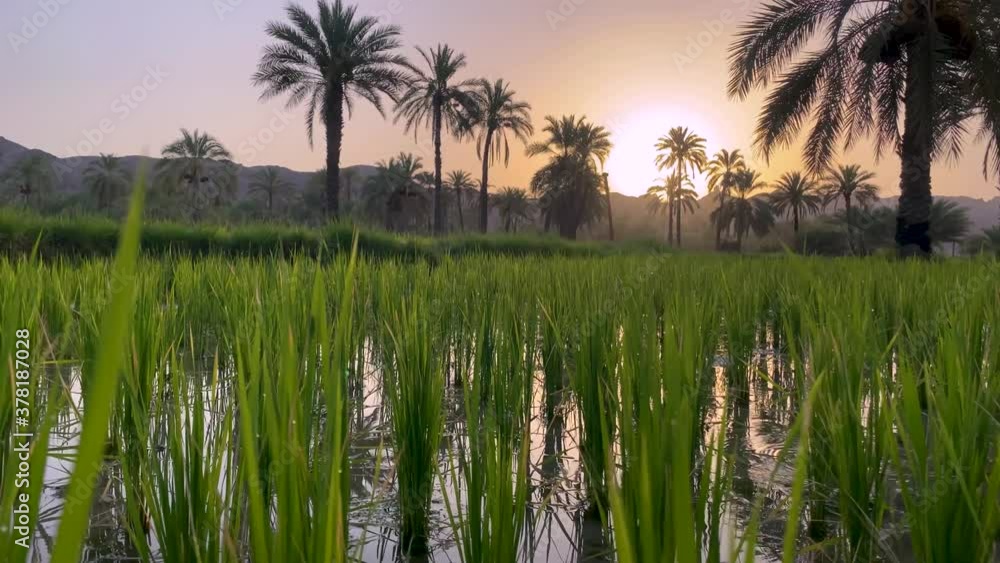 Rice paddy beautiful sunrise over the mountains and date palm trees ...