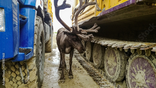 the reindeer stands between the cars,