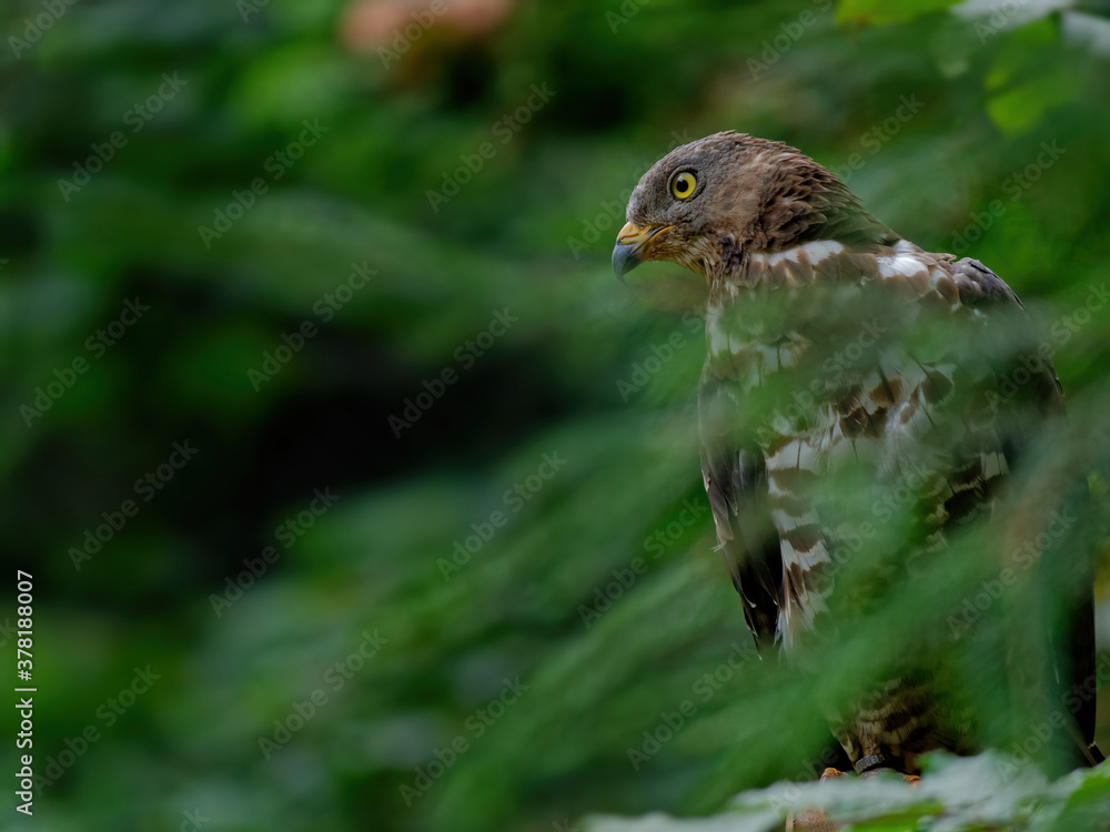 custom made wallpaper toronto digitalThe Eurasian sparrowhawk, Accipiter nisus, also known as the northern sparrowhawk or simply the sparrowhawk, is a small bird of prey in the family Accipitridae.