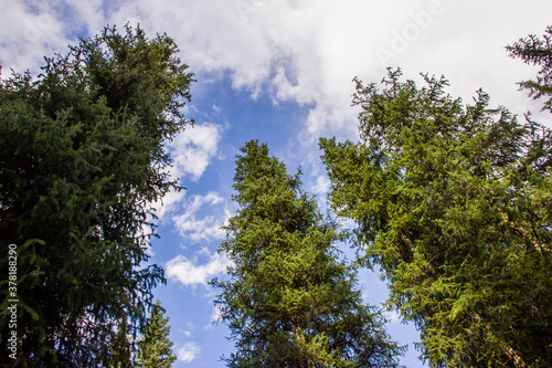 Picea schrenkiana trees in Kazakhstan. View from below. Photo taken in August in sunny day. photo