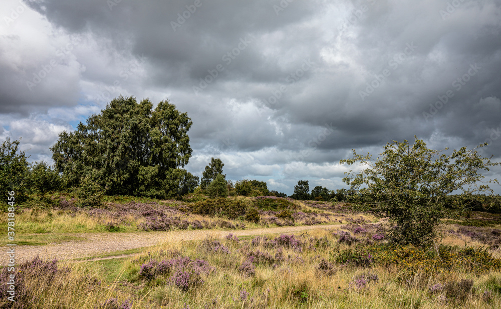 Obraz premium Cannock chase