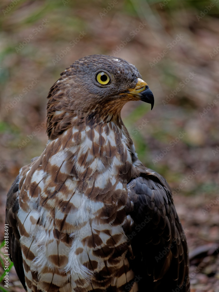 custom made wallpaper toronto digitalThe Eurasian sparrowhawk, Accipiter nisus, also known as the northern sparrowhawk or simply the sparrowhawk, is a small bird of prey in the family Accipitridae.