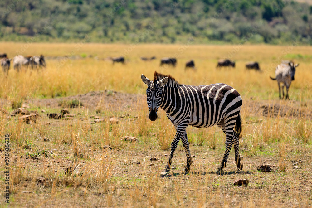 Naklejka premium Migracja, zebry stepowe na sawannie Afryki. Safari na Masai Mara w Kenii.