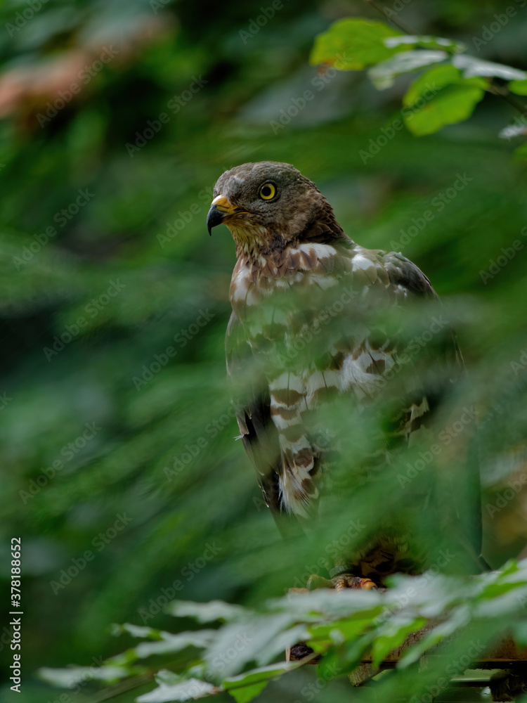 custom made wallpaper toronto digitalThe Eurasian sparrowhawk, Accipiter nisus, also known as the northern sparrowhawk or simply the sparrowhawk, is a small bird of prey in the family Accipitridae.