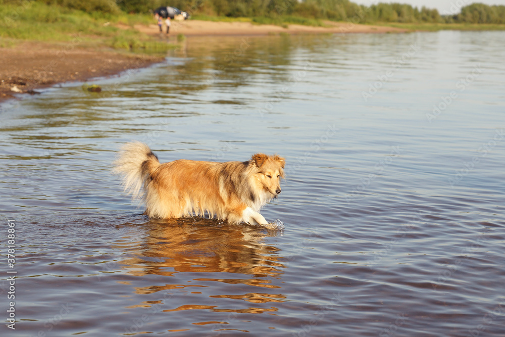 dog playing in water