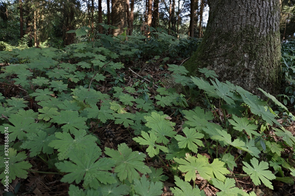 Fotografie Pflanzen auf dem Waldboden