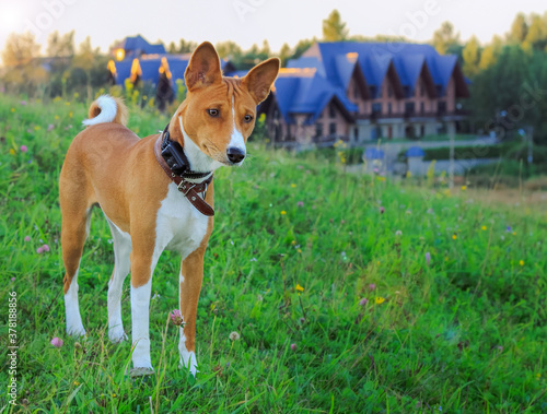 Portrait of a red basenji standing at sunset in a green field for a walk in the summer.