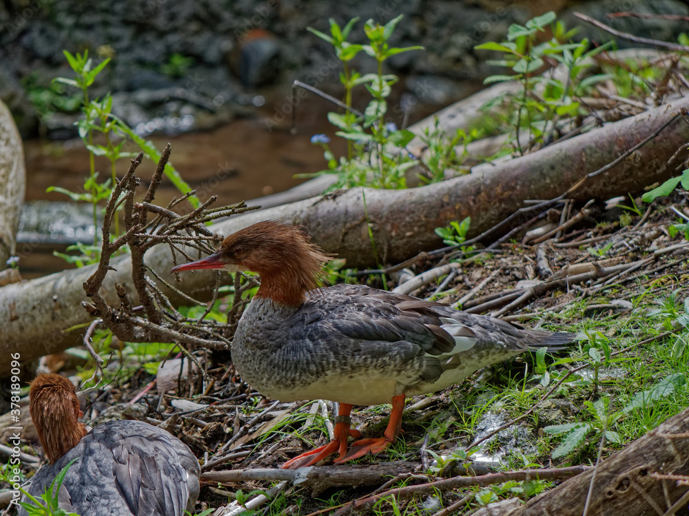 custom made wallpaper toronto digitalThe goosander, Mergus merganser, is a large seaduck of rivers and lakes in forested areas of Europe, the northern and central Palearctic, and North America.