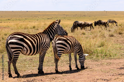 Zebras in der Masai Mara  Safari in Kenia  Afrika.