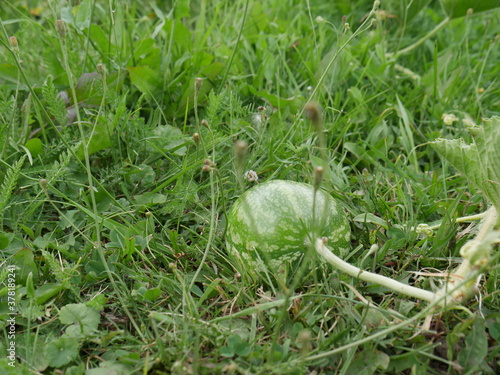small watermelon growing in the field 