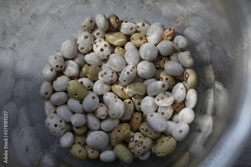 Riddled bean -Bean weevil (Bruchidae)