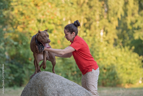 A girl trains a pit bull terrier in the park in summer.