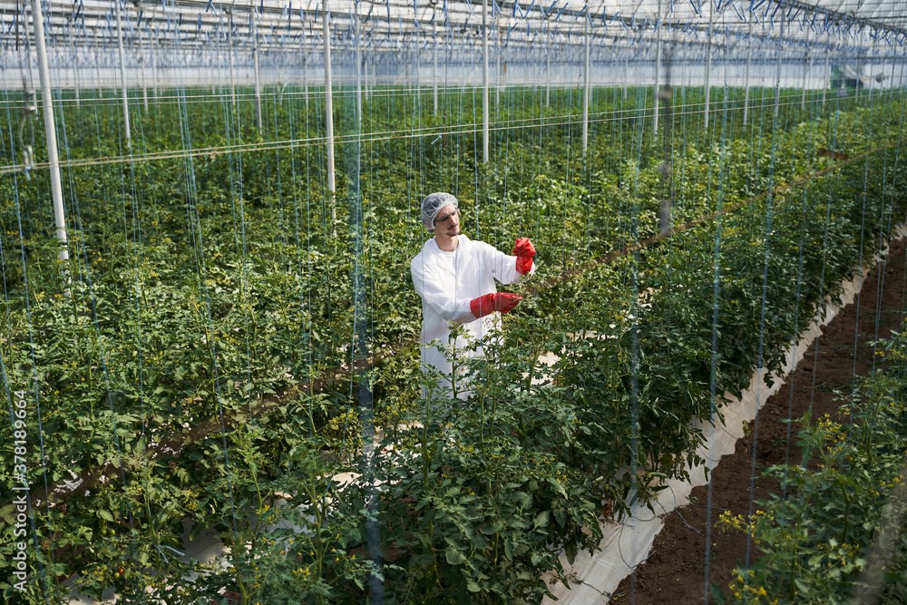 Male agronomist tying up green bushes in hothouse Male agronomist tying up green bushes in hothouse