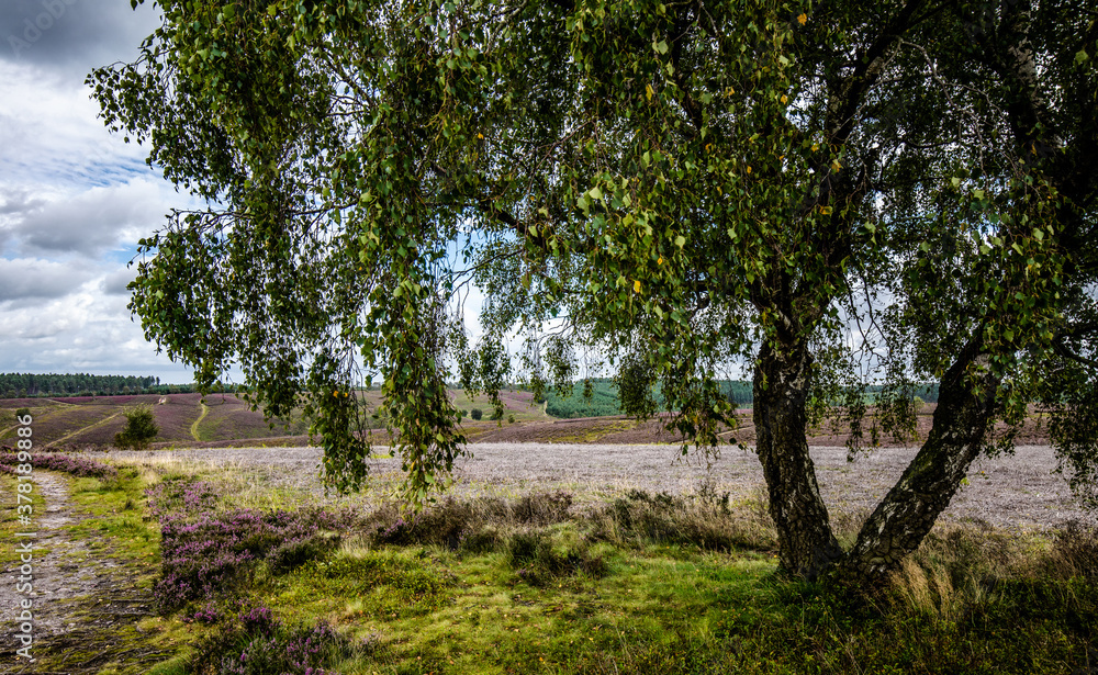 tree in the park