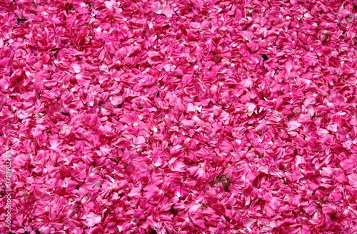 Rose petals for sale