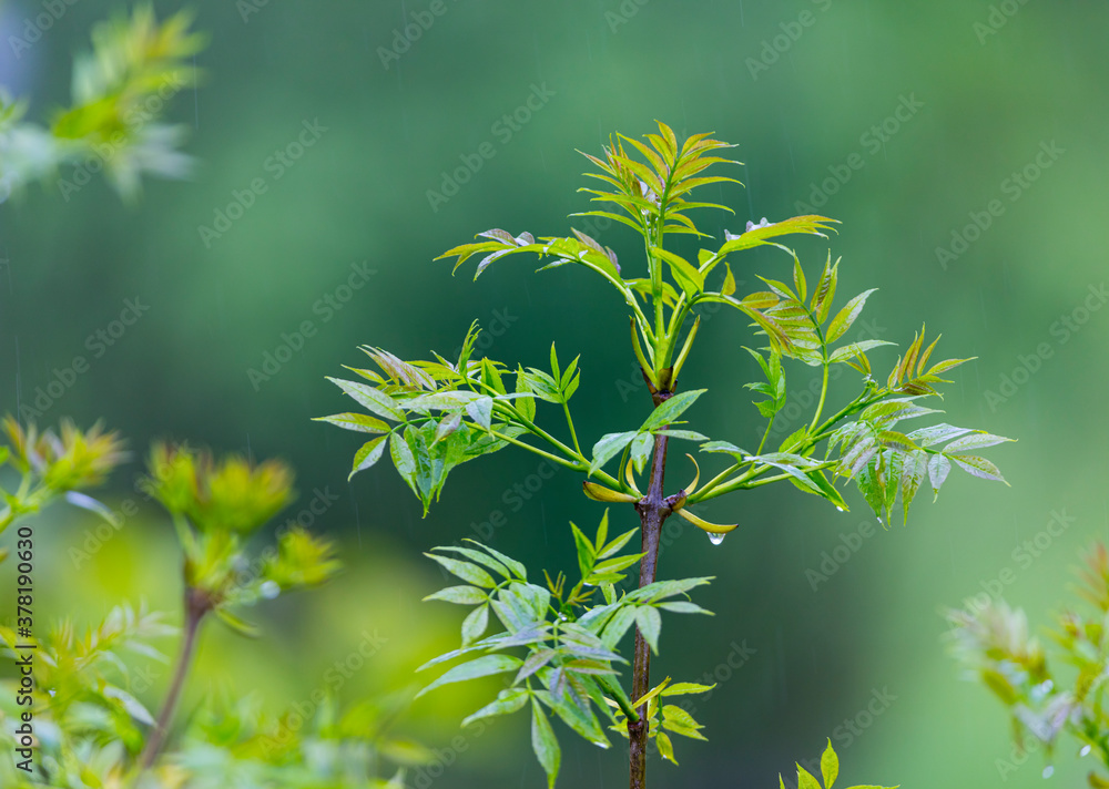 FRESNO COMUN - ASH or EUROPEAN ASH (Fraxinus excelsior) FRESNO COMUN - ASH or EUROPEAN ASH (Fraxinus excelsior)