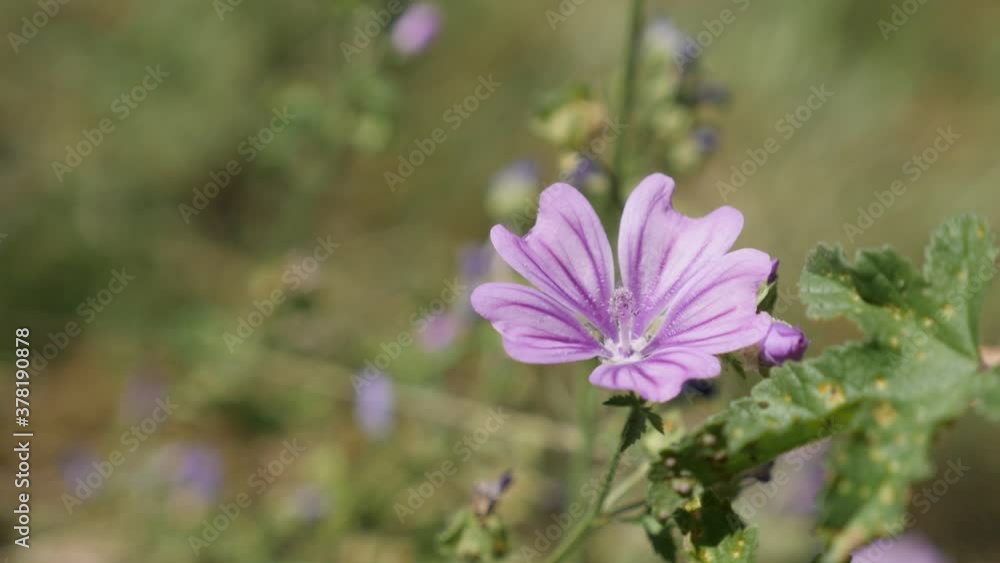 Tall mallow Malva sylvestris flower close-up slow motion video Tall mallow Malva sylvestris flower close-up slow motion video