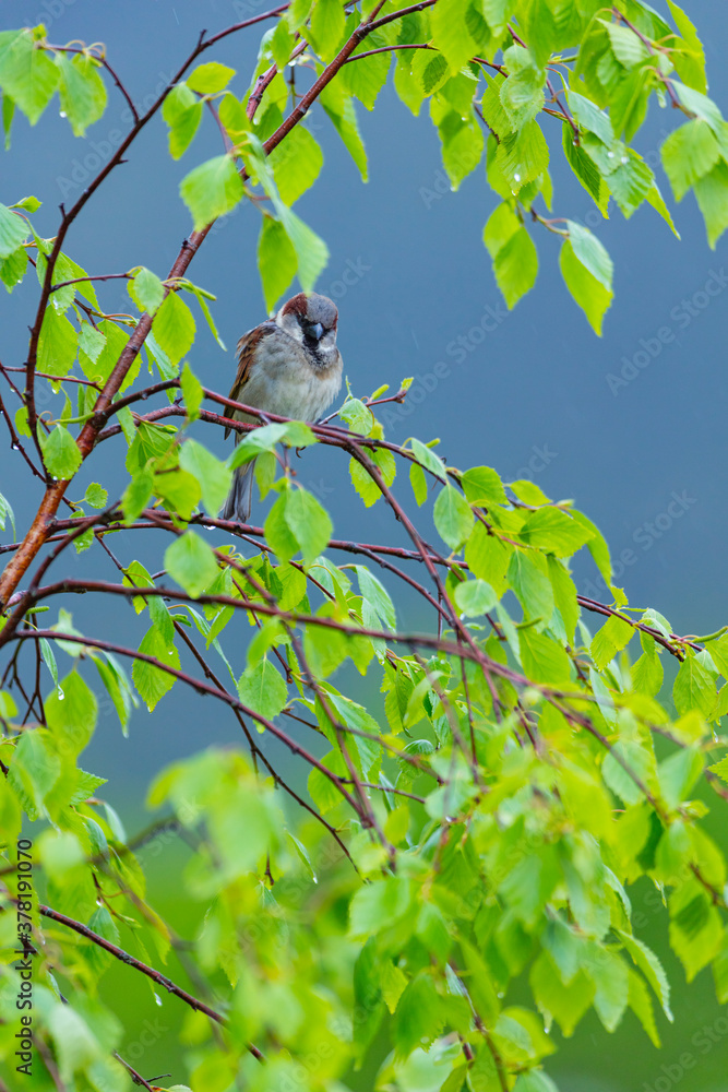 Obraz premium GORRION COMUN - HOUSE SPARROW (Passer domesticus)