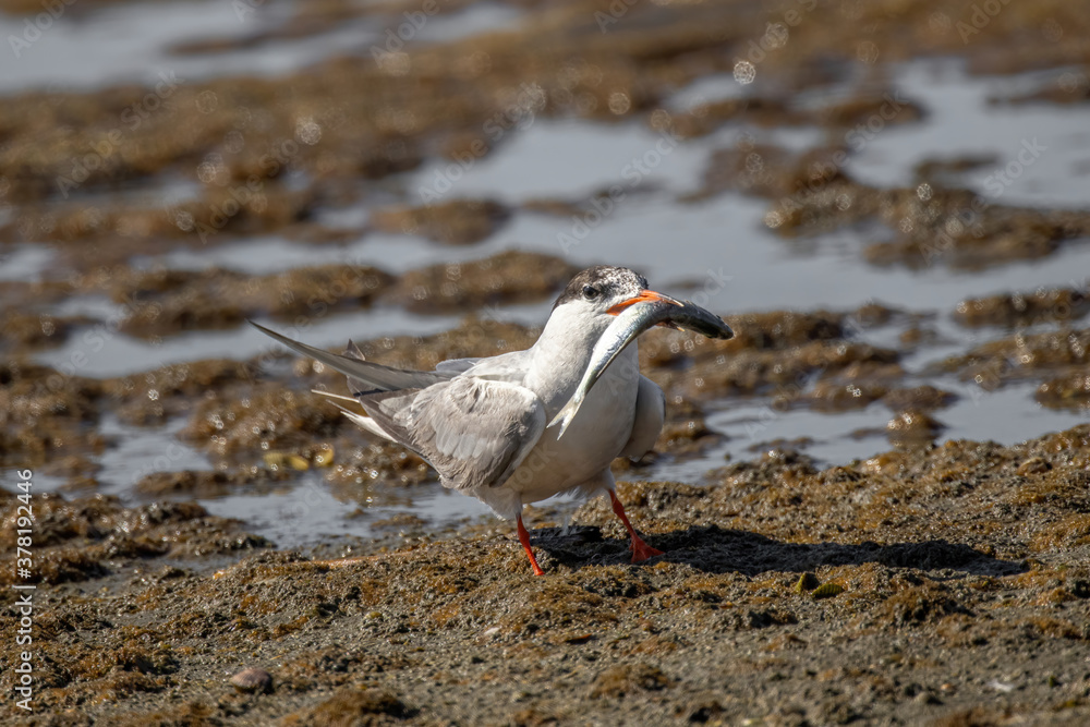 Common tern (sterna hirundo) in Danube Delta Romania. Wildlife in natural habitat Common tern (sterna hirundo) in Danube Delta Romania. Wildlife in natural habitat