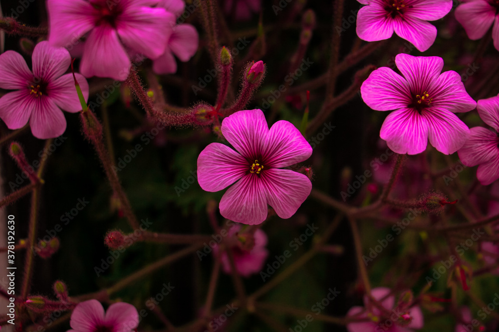 HERMOSAS FLORES DE PRIMAVERA HERMOSAS FLORES DE PRIMAVERA
