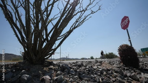 Racing cyclist turning left at country road stop sign, thorny shrub in foreground photo