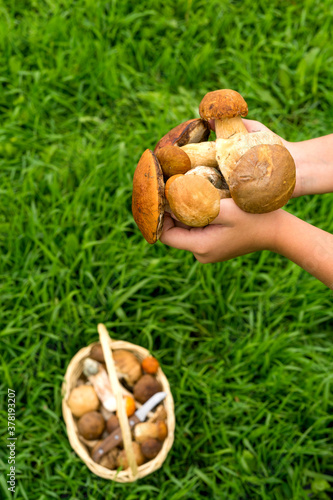 Various raw mushrooms in a wicker basket on the grass. The knife is in the basket. Porcini mushrooms, birch mushroom, orange-cap boletus mushroom. The hands of a girl in a green sweater hold a handful