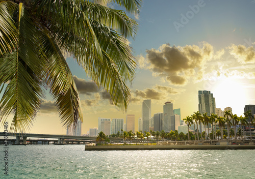 Palm branch. Miami downtown in the background © elvirkin