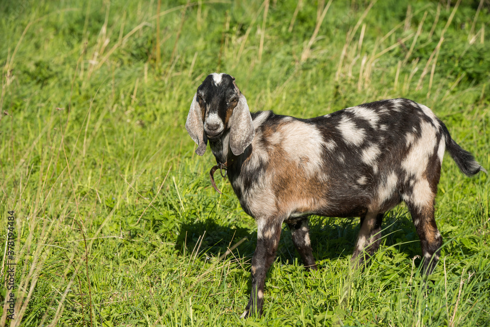 south african boer goat doeling portrait on nature south african boer goat doeling portrait on nature