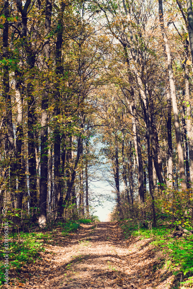 Fototapeta premium Colorful and vibrant autumn leaves. Branches with bright autumn leaves. Bright and colorful autumn landscapes. Autumn relic swamp.