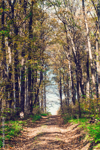 Colorful and vibrant autumn leaves. Branches with bright autumn leaves. Bright and colorful autumn landscapes. Autumn relic swamp.