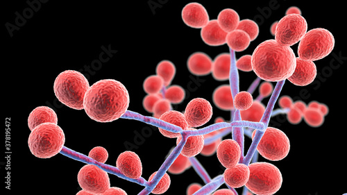 Candida fungi, human pathogenic yeasts photo