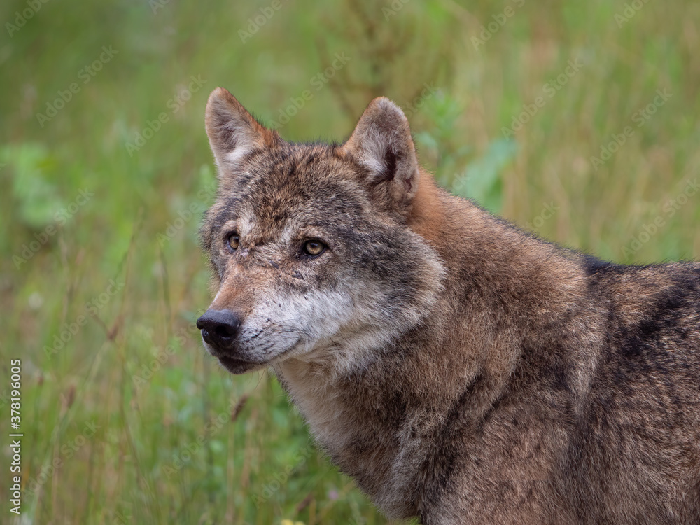Wolf Vorderkörper als Tele-Nahaufnahme mit Blickrichtung nach links auf Wiese Wolf Vorderkörper als Tele-Nahaufnahme mit Blickrichtung nach links auf Wiese