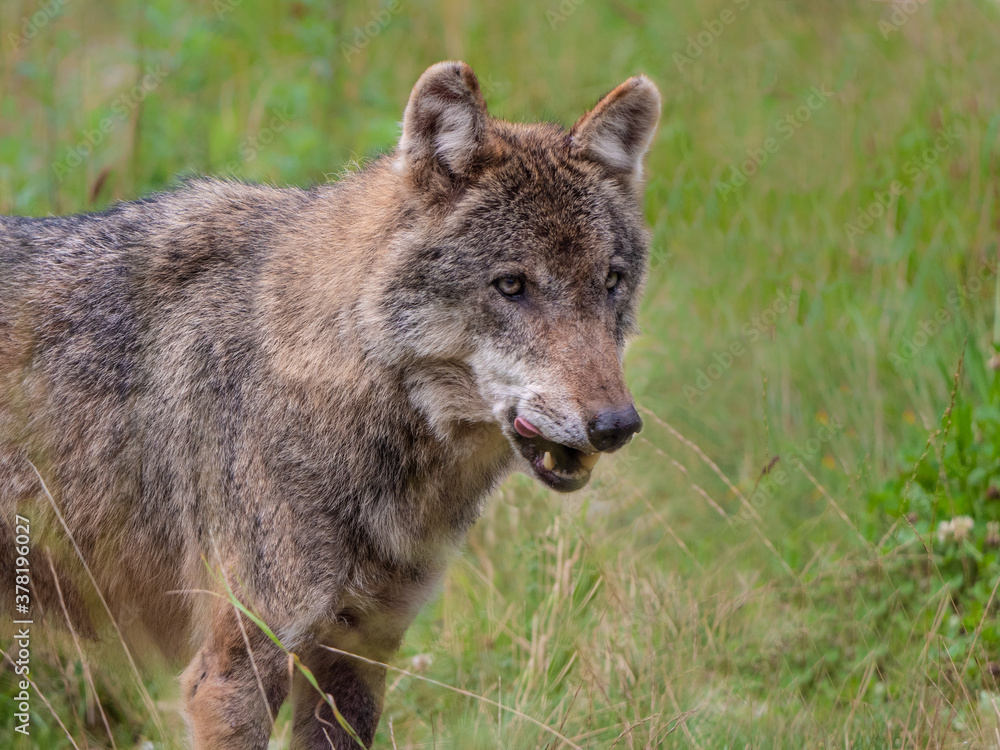 Wolf Vorderkörper als Tele-Nahaufnahme mit Blickrichtung nach rechts auf Wiese Wolf Vorderkörper als Tele-Nahaufnahme mit Blickrichtung nach rechts auf Wiese
