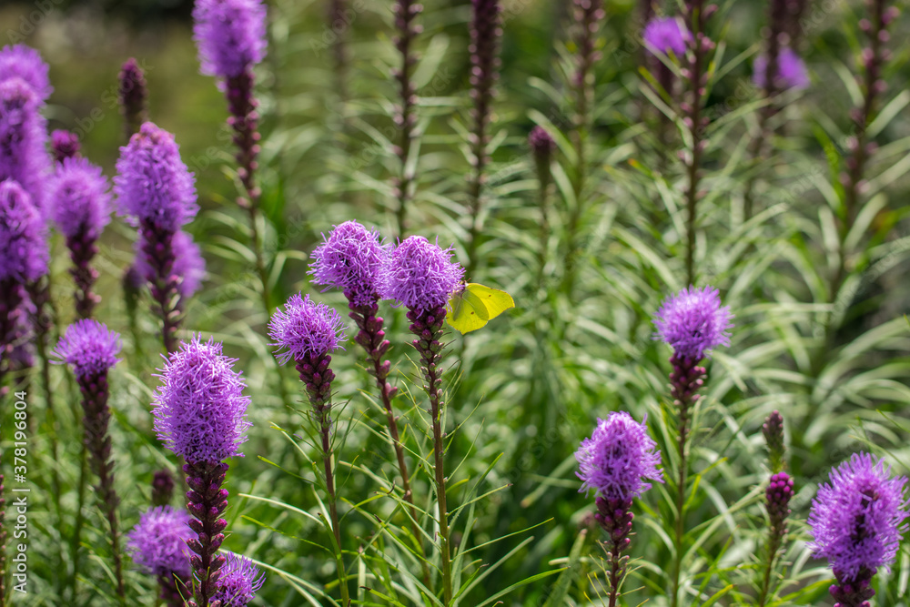 Yellow cabbage butterfly and purple fluffy flowers liatris spikata. Scientific name is Liatris spicata. Yellow cabbage butterfly and purple fluffy flowers liatris spikata. Scientific name is Liatris spicata.