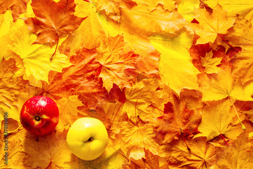 Two apples on bright autumn yellow-red foliage. Autumn bright background