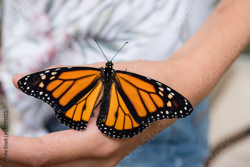 Male monarch butterfly on child's hand
