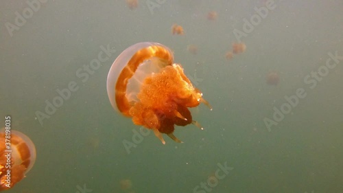 Jellyfish very close in the brackish water lake Kakaban near Maratua Island in Indonesia copy space