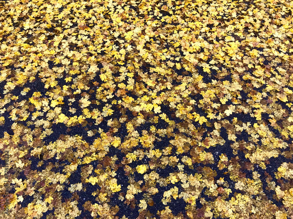 Scattering of wet maple leaves in autumn on urban street Scattering of wet maple leaves in autumn on urban street
