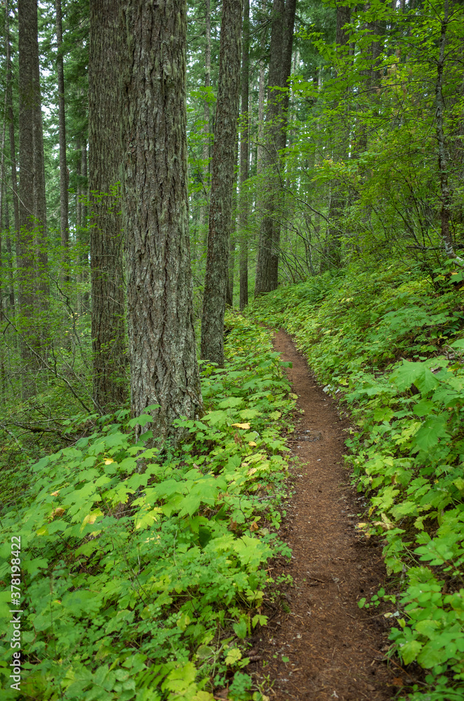 Hiking trail through lush forest Hiking trail through lush forest