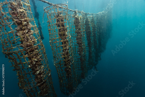 Mussel clam aquaculture photo