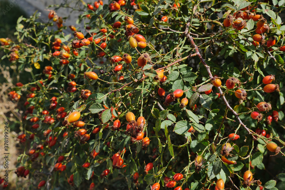 rose hips from prickly fruits, rose hips that begin to ripen on rosehip trees,