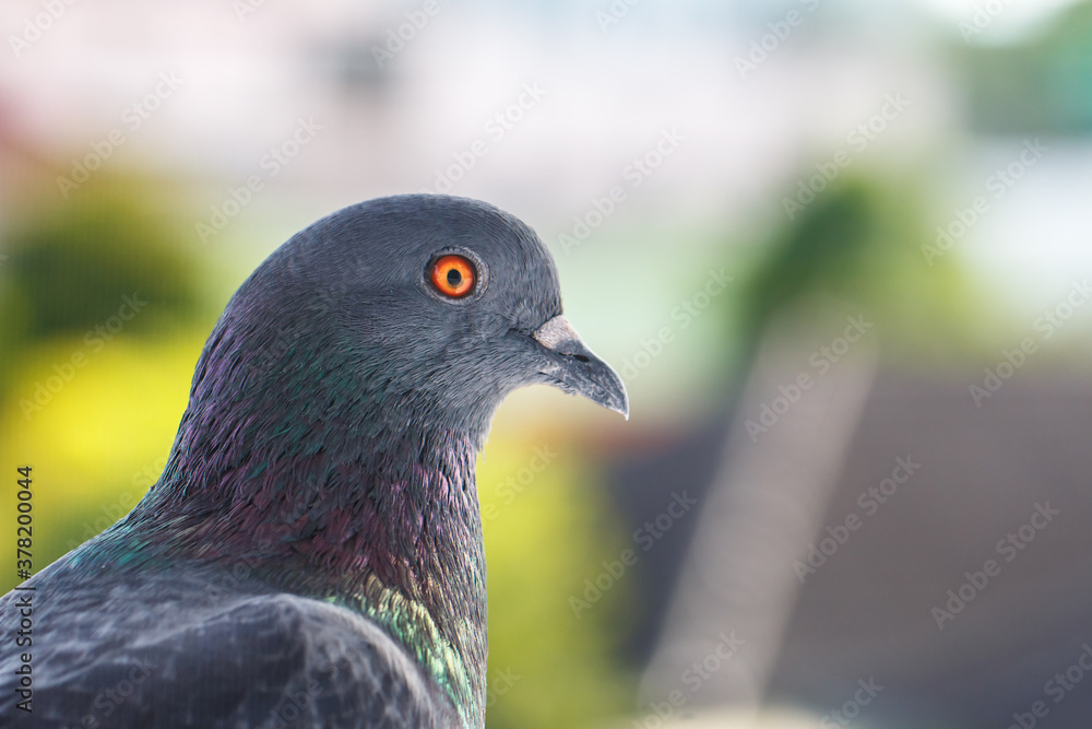 closeup photo of pigeon day time,Pigeon sitting on the fence