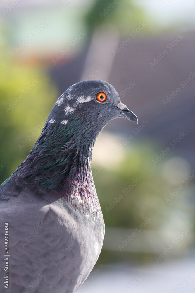 closeup photo of pigeon day time,Pigeon sitting on the fence