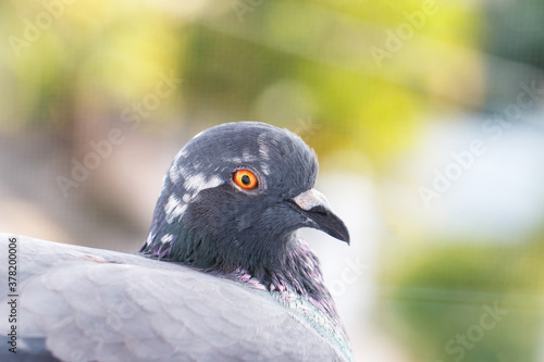 Obraz na płótnie closeup photo of pigeon day time,Pigeon sitting on the fence w salonie