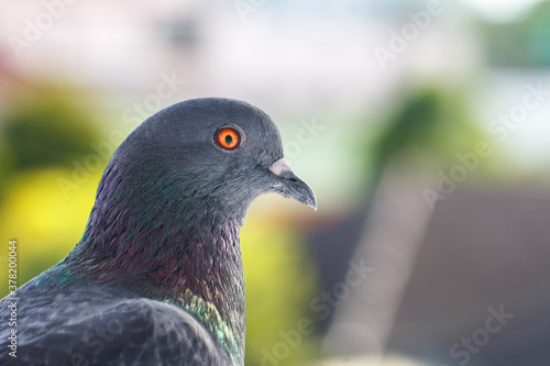 Obraz na płótnie closeup photo of pigeon day time,Pigeon sitting on the fence w salonie