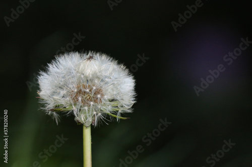 L  wenzahn Pusteblume